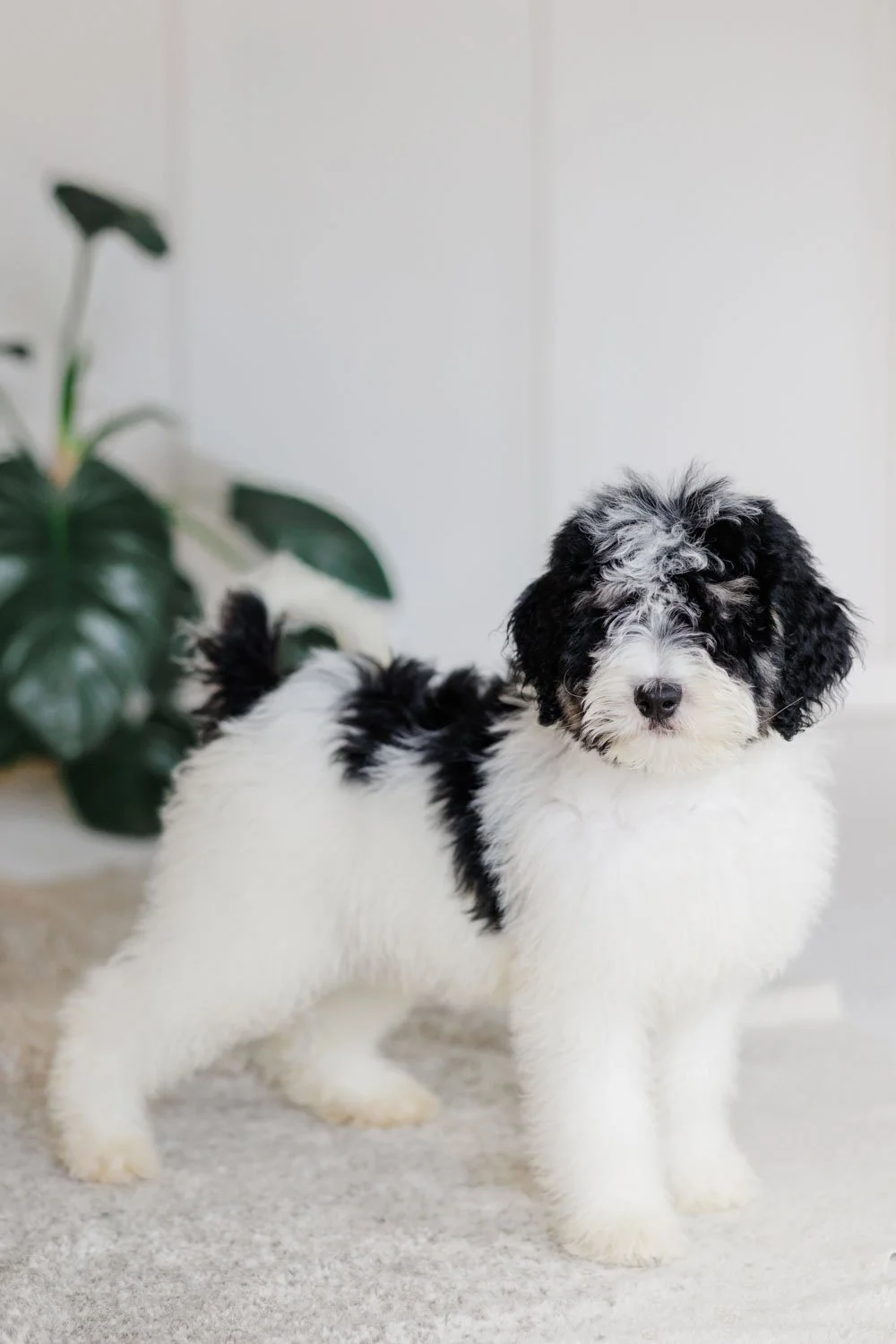 Sanna	– Black & White Tri Parti Female F1B Medium Australian Mountain Doodle (Ramba) (Rosen)