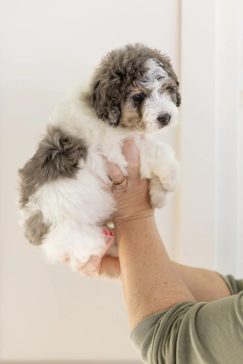 003_EIORA-PINK-COLLAR-BLUE-MERLE-TRI-PARTI-MINI-MEDIUM-AUSTRALIAN-MOUNTAIN-DOODLE-F1B.STOKESHIRE.26.jpg