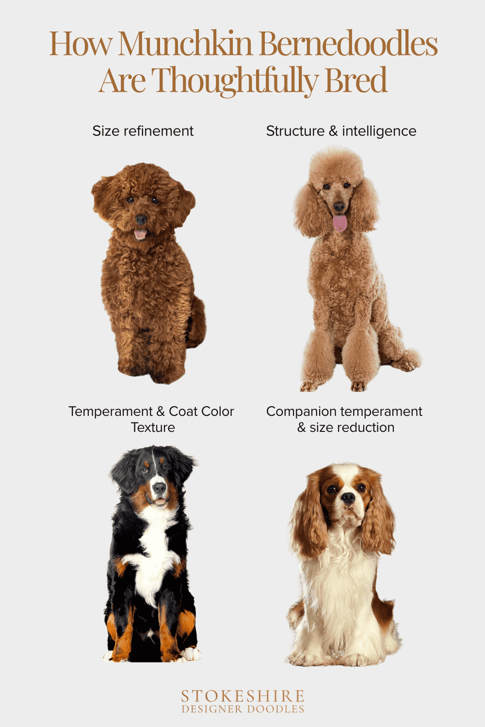 How Stokeshire breeds Munchkin Bernedoodles across multiple generations.