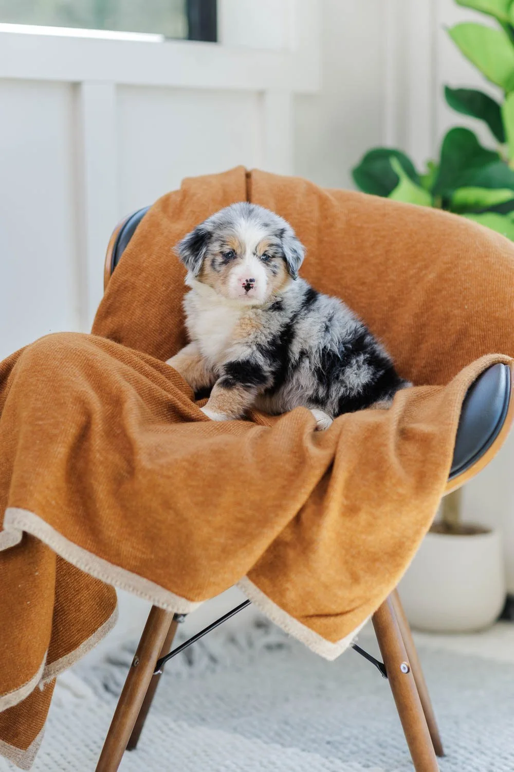 Tamsin | Female Blue Merle Tri Australian Mountain Dog (Black) - BREEDER'S CHOICE
