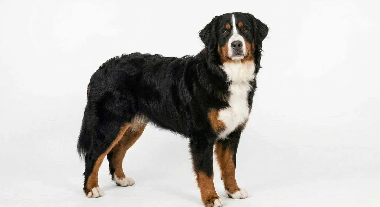 bernese-mountain-dog-breed-standard-stokeshire-1500w.jpg