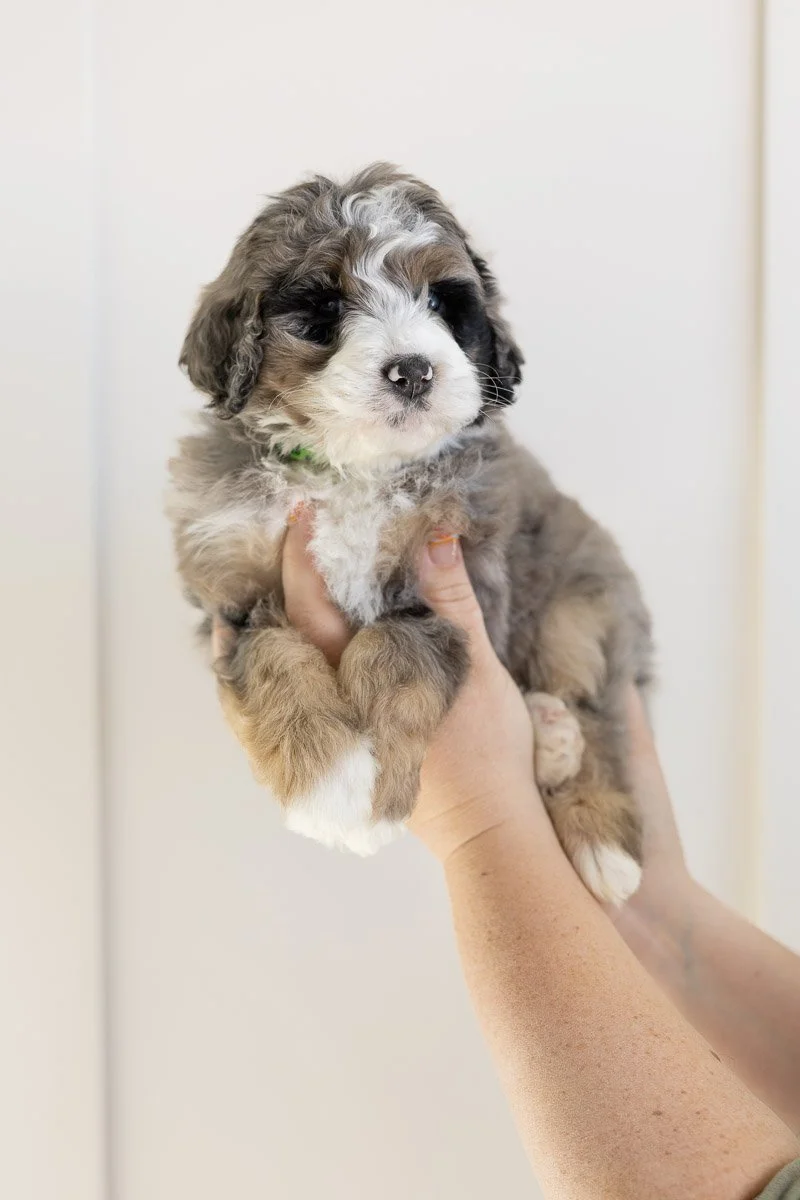 001_CHAVA-LIME-GREEN COLLAR-BLUE-MERLE-TRI-MINI-MEDIUM-AUSTRALIAN-MOUNTAIN-DOODLE-F1B.STOKESHIRE.26.jpg