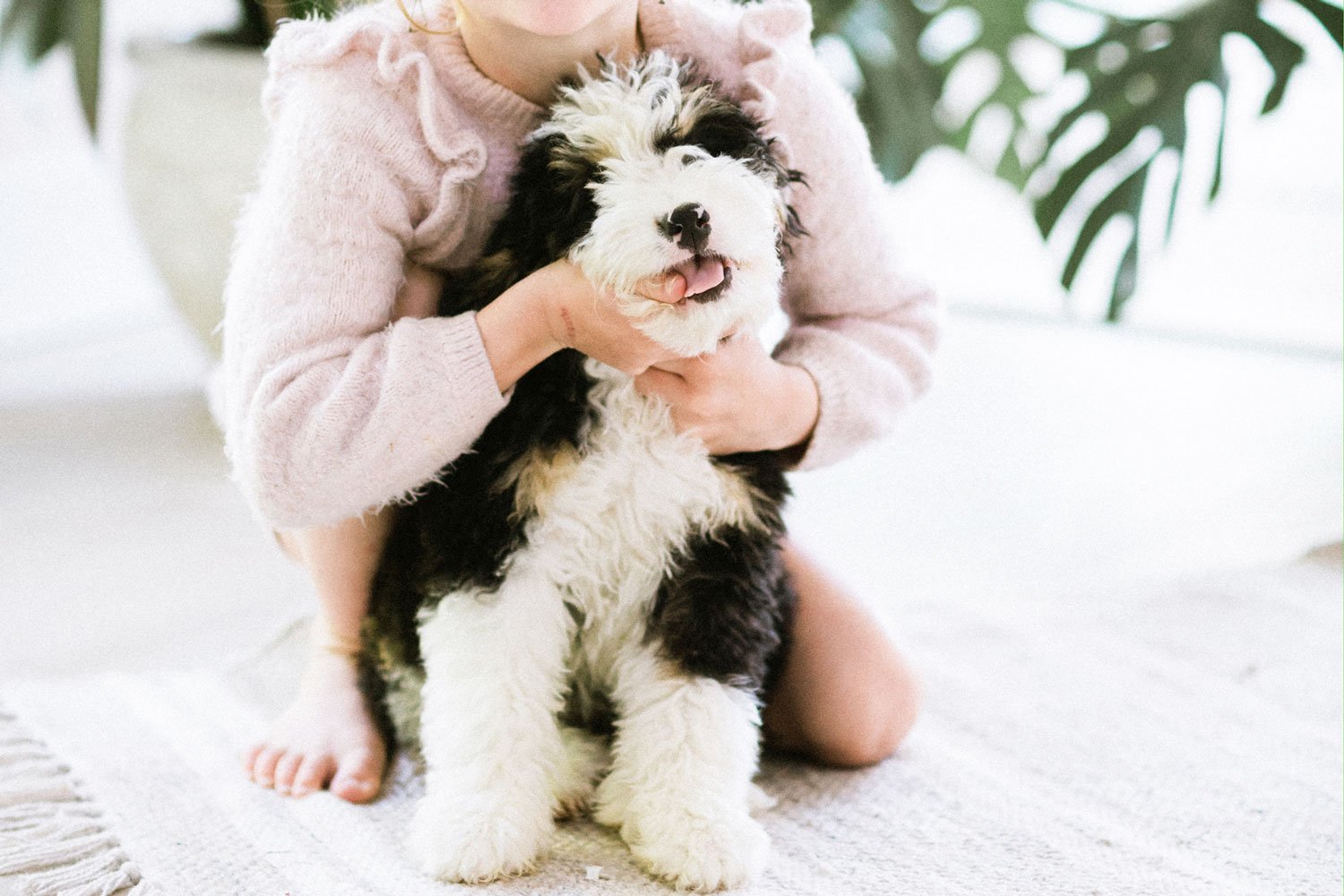 Best Small Hypoallergenic Dogs For