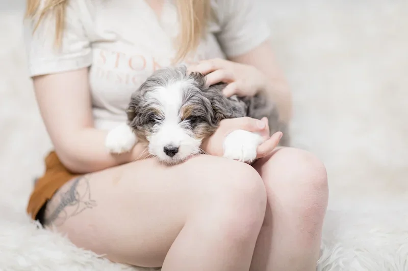 Doodle puppy with reputable dog breeder in Wisconsin doing health testing.