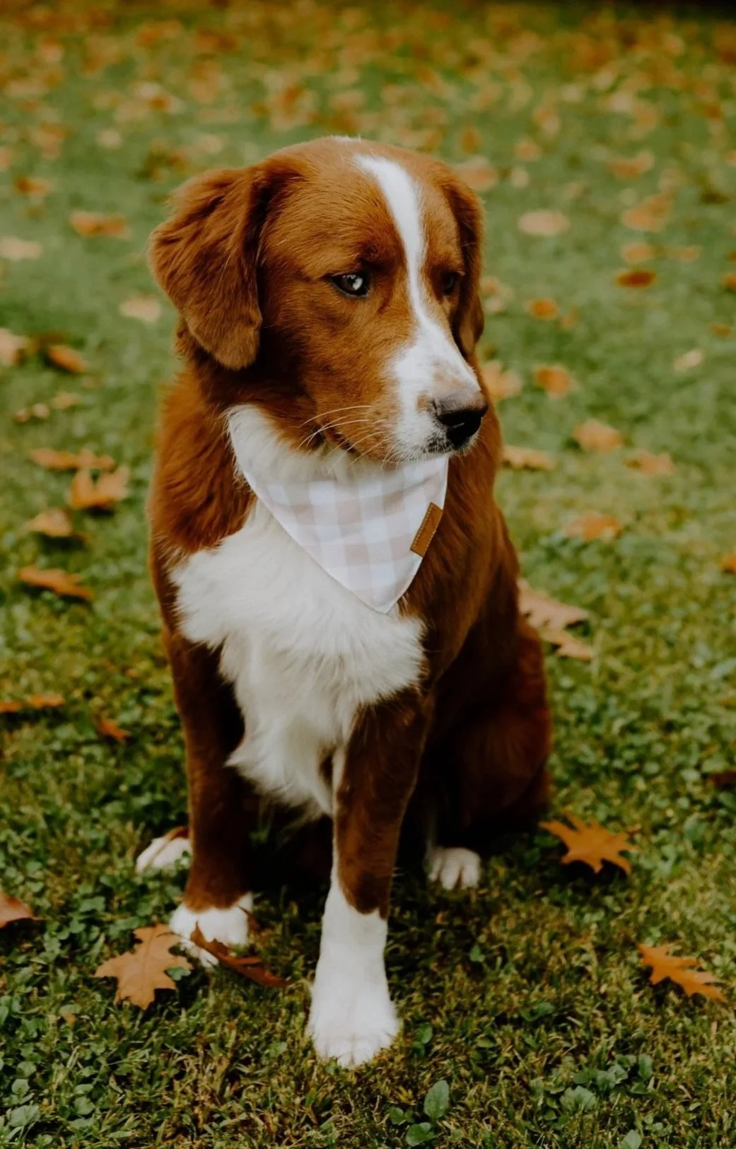 Unfurnished Bernedoodle