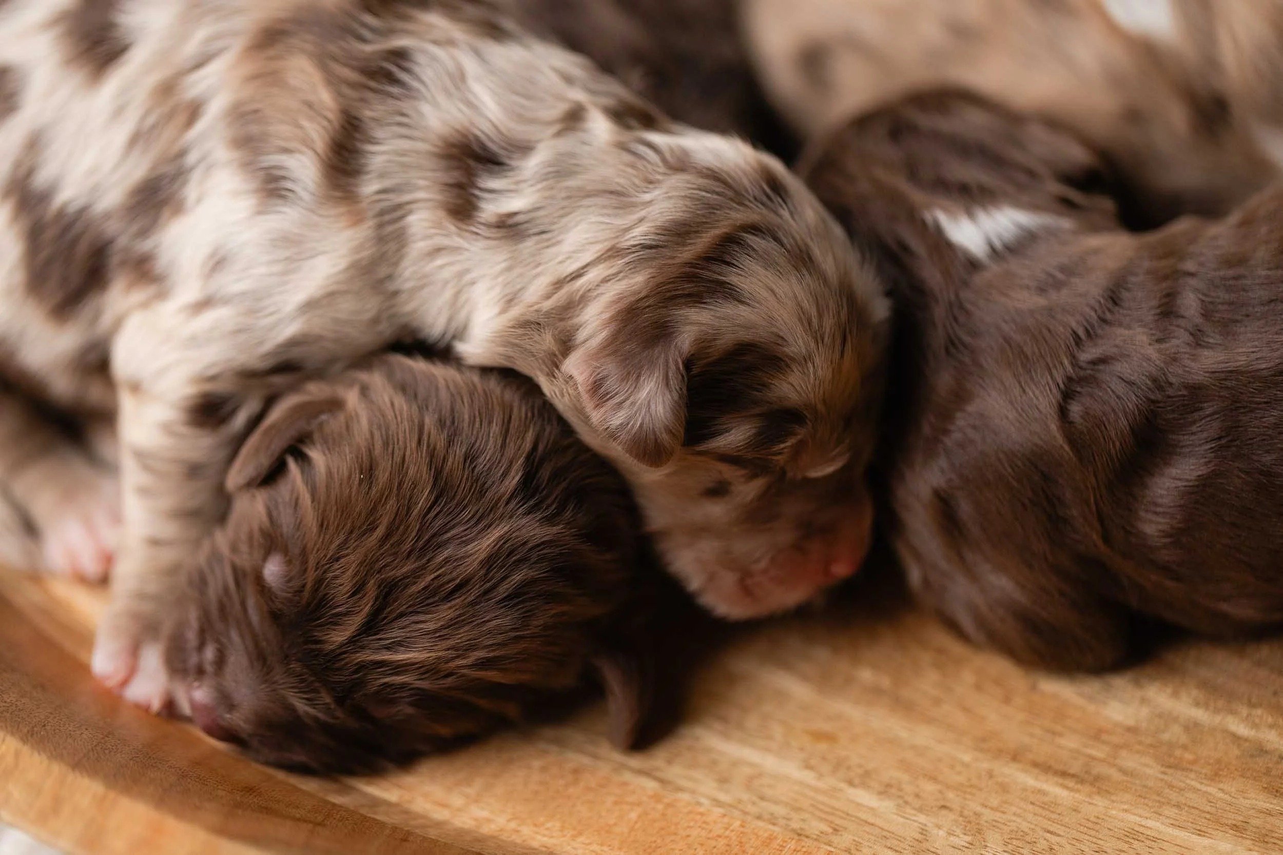 imgi_93_0158_Brown-Red-Merle-Golden-Mountain-Doodles-Stokeshire-Rae-Rico.24.jpg
