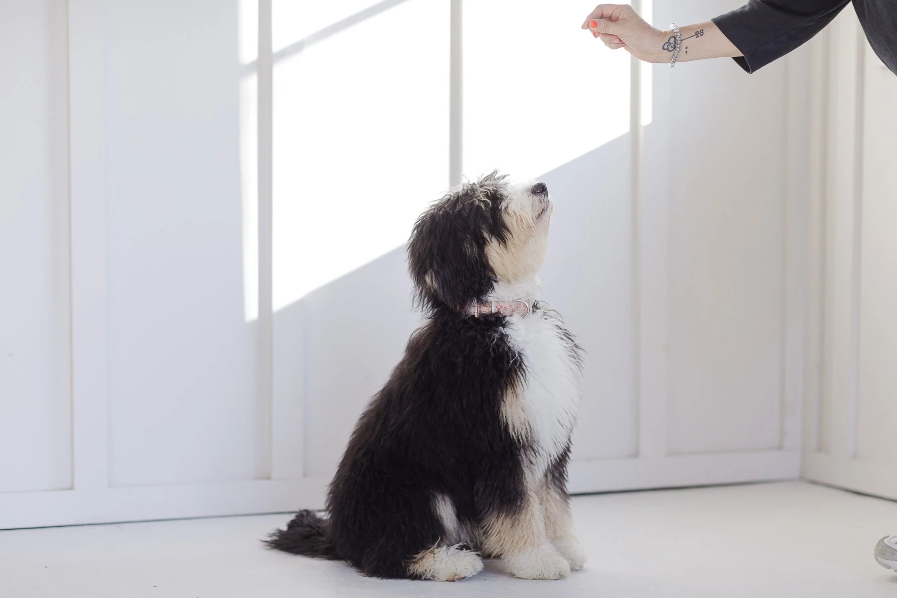 Temperament Assessment on puppies