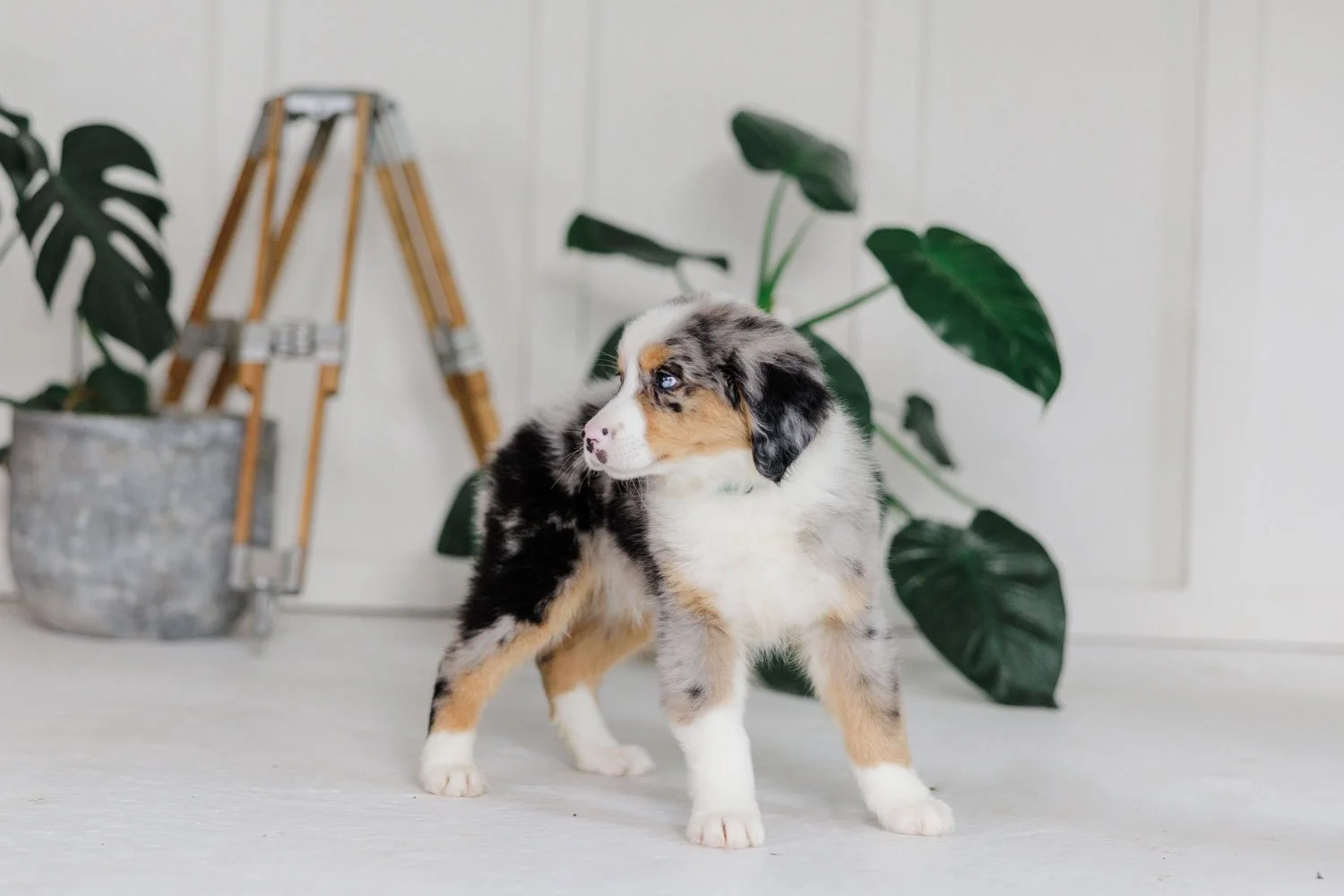 Brooks | Male - Blue Merle Tri Australian Mountain Dog (Lime Green)