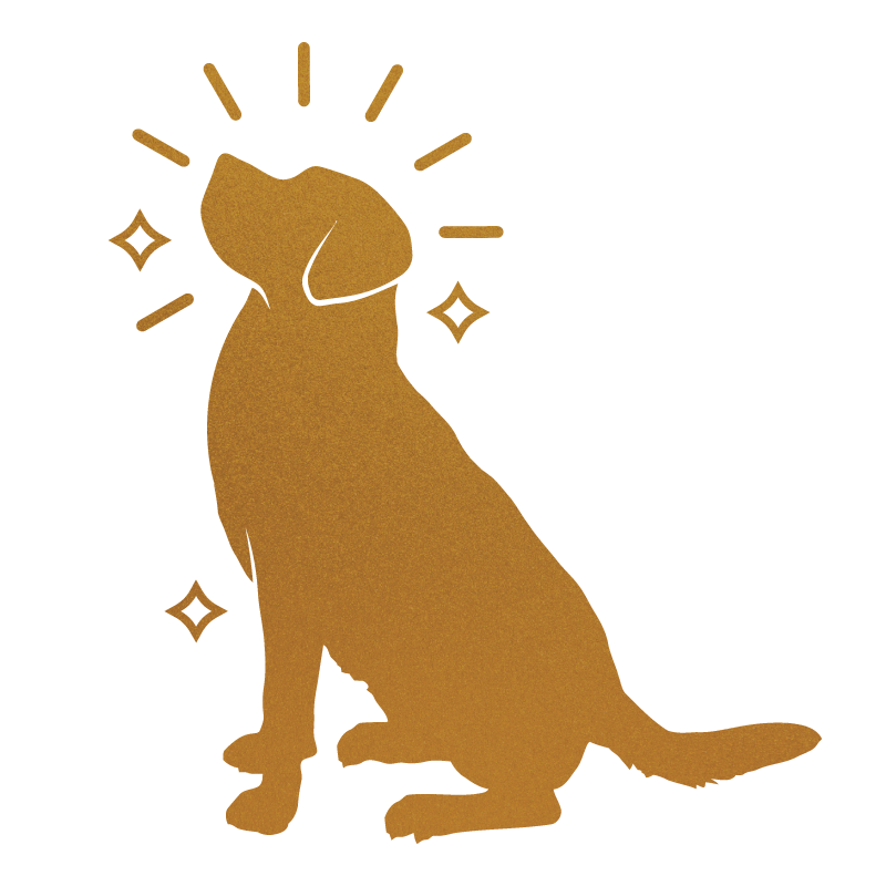 Best Breeds for Service Dogs: Essential Traits and New Breed Trends