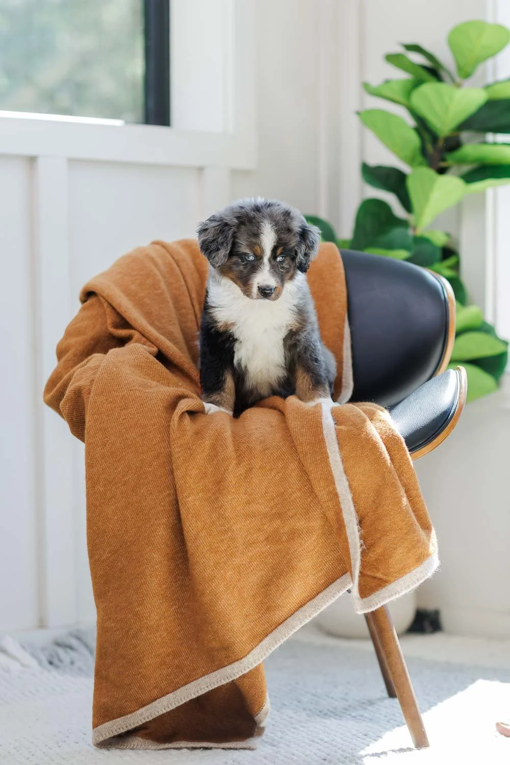 Azara		Blue Merle Tri White Socks	Female	Australian Mountain Dog