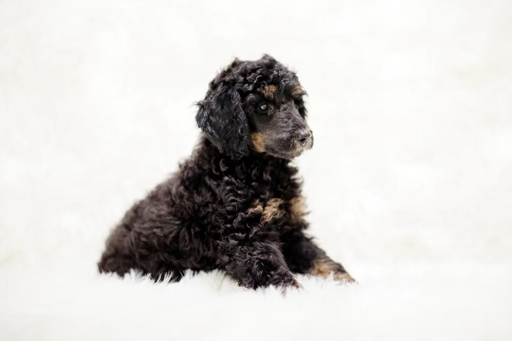 What Is A Phantom Puppy