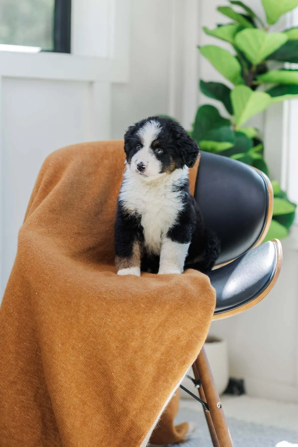 Alara		Tri Blaze Left Sock	Female	Australian Mountain Dog