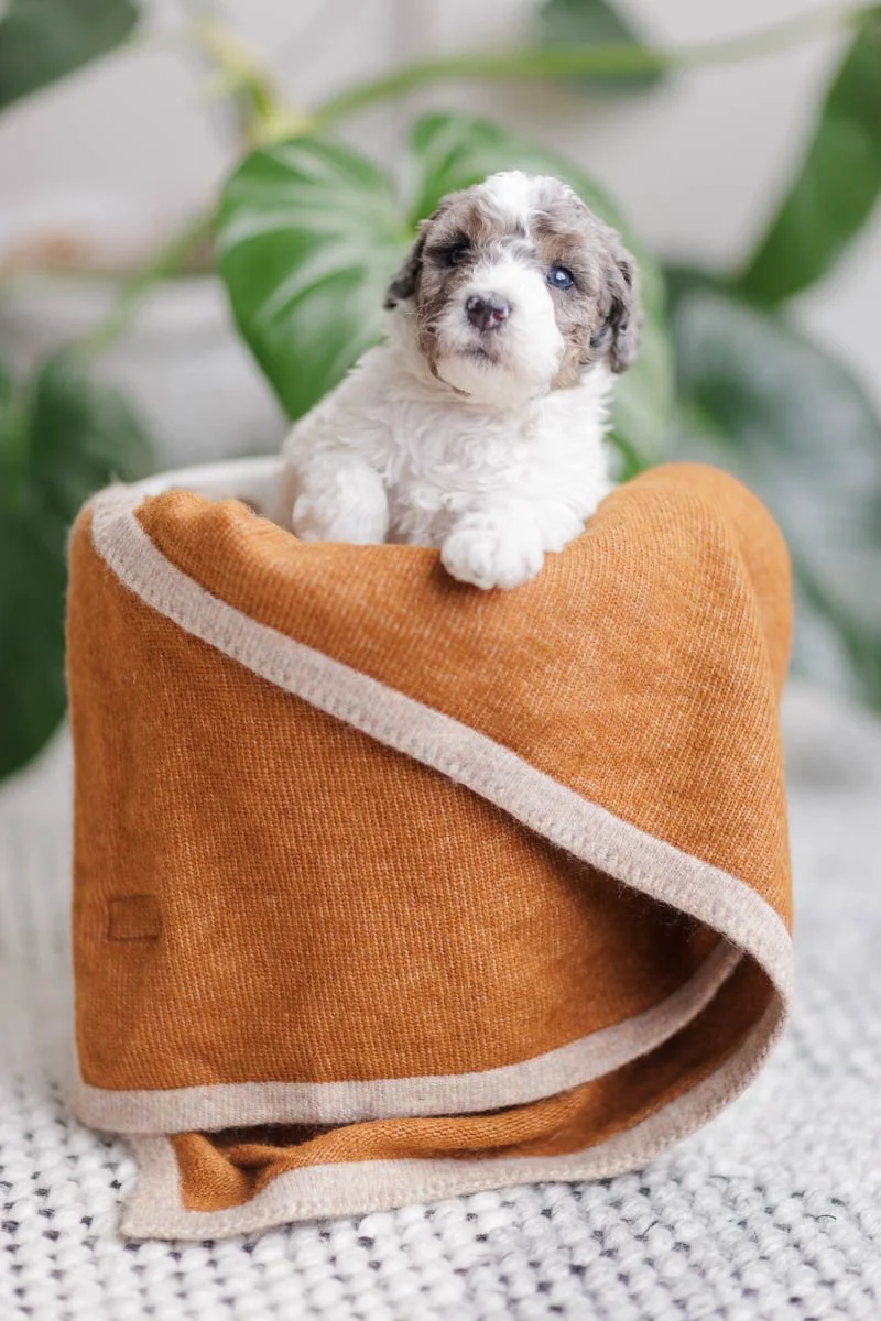 Eliora – Blue Merle Parti  Blaze Female F1B Medium Australian Mountain Doodle