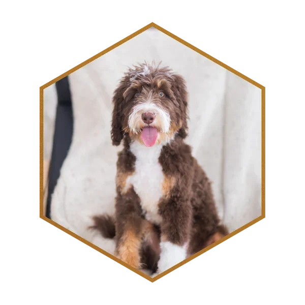 Rico-Bruno-Parent-Golden-Mountain-Doodle-Puppies.webp