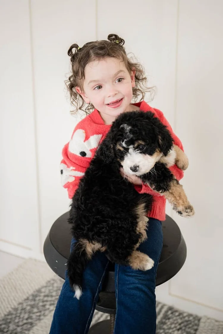 Girl with Bernedoodle puppy from Stokeshire Designer Doodles in Wisconsin