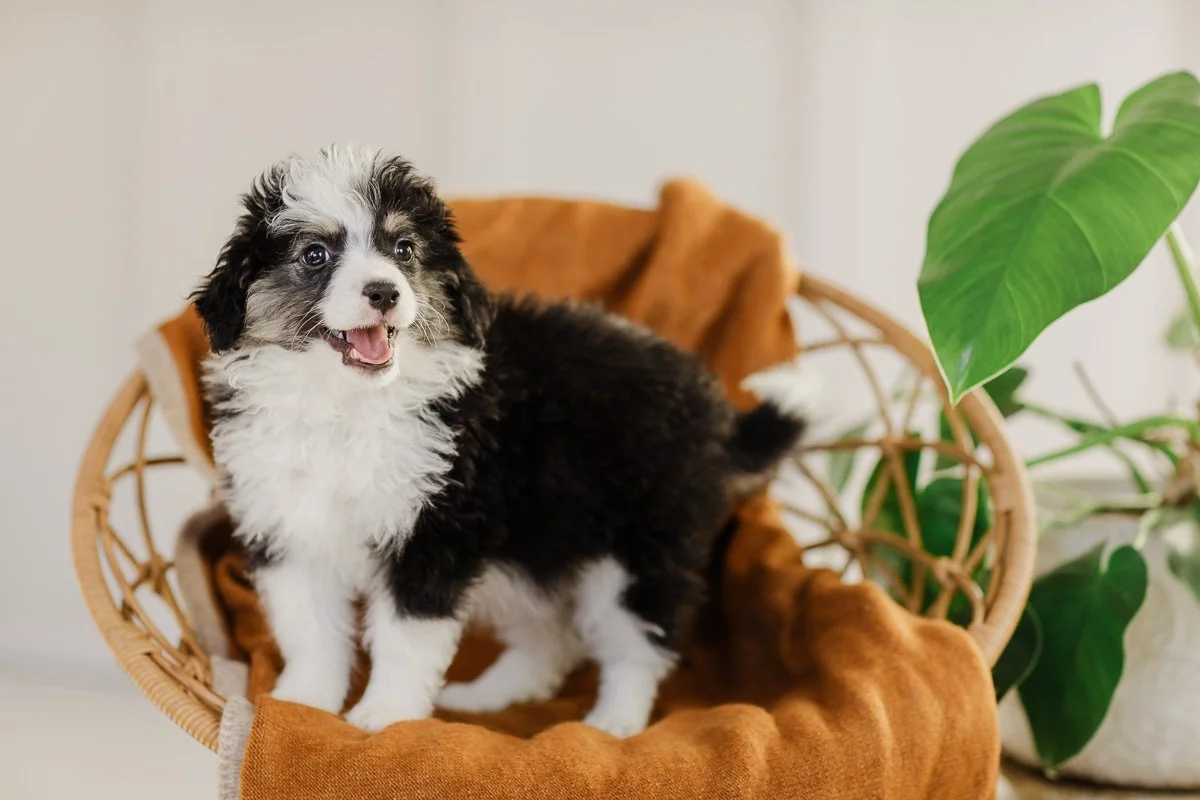 Geneva — Black Tri Female Mini/Toy Australian Mountain Doodle under 25lbs (Schleyer)