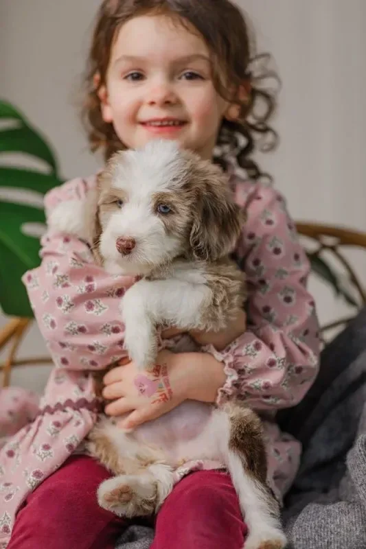 Child of Top Doodle Breeder not Cheap Breeder with Doodle puppy in Wisconsin