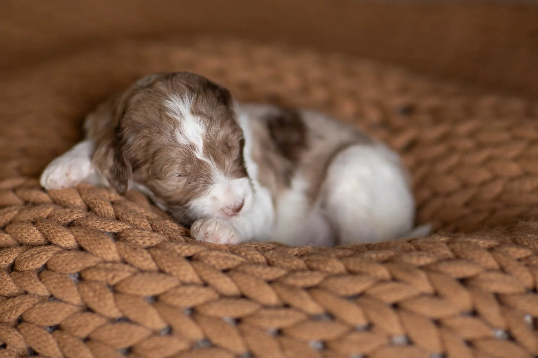 01_2-WEEK-OLD-GMD-LITTER-RAE-RICO-CHOCOLATE-RED-MERLE-PUPS.jpg