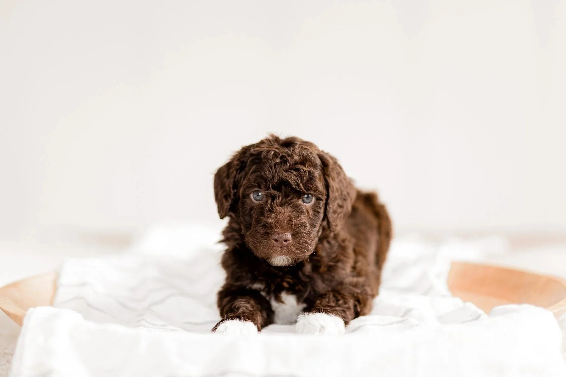 imgi_108_0251_5-Weeks-Golden-Mountain-Doodles-Rae-Rico.24.jpg
