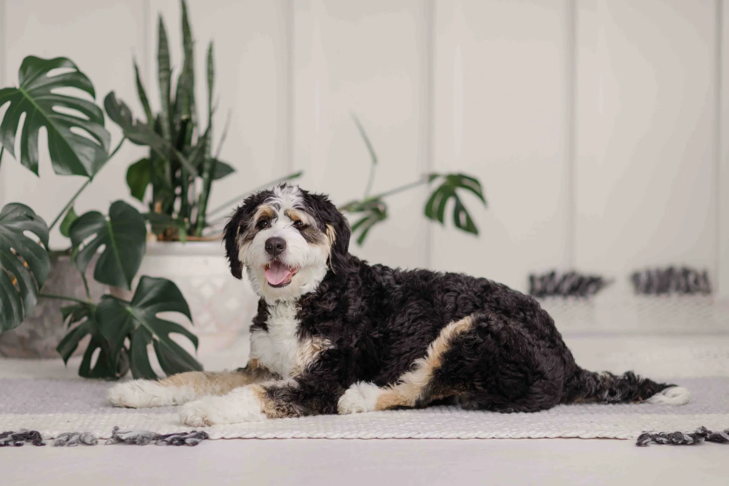 Penelope — Australian Mountain Doodle dam at Stokeshire Designer Doodles