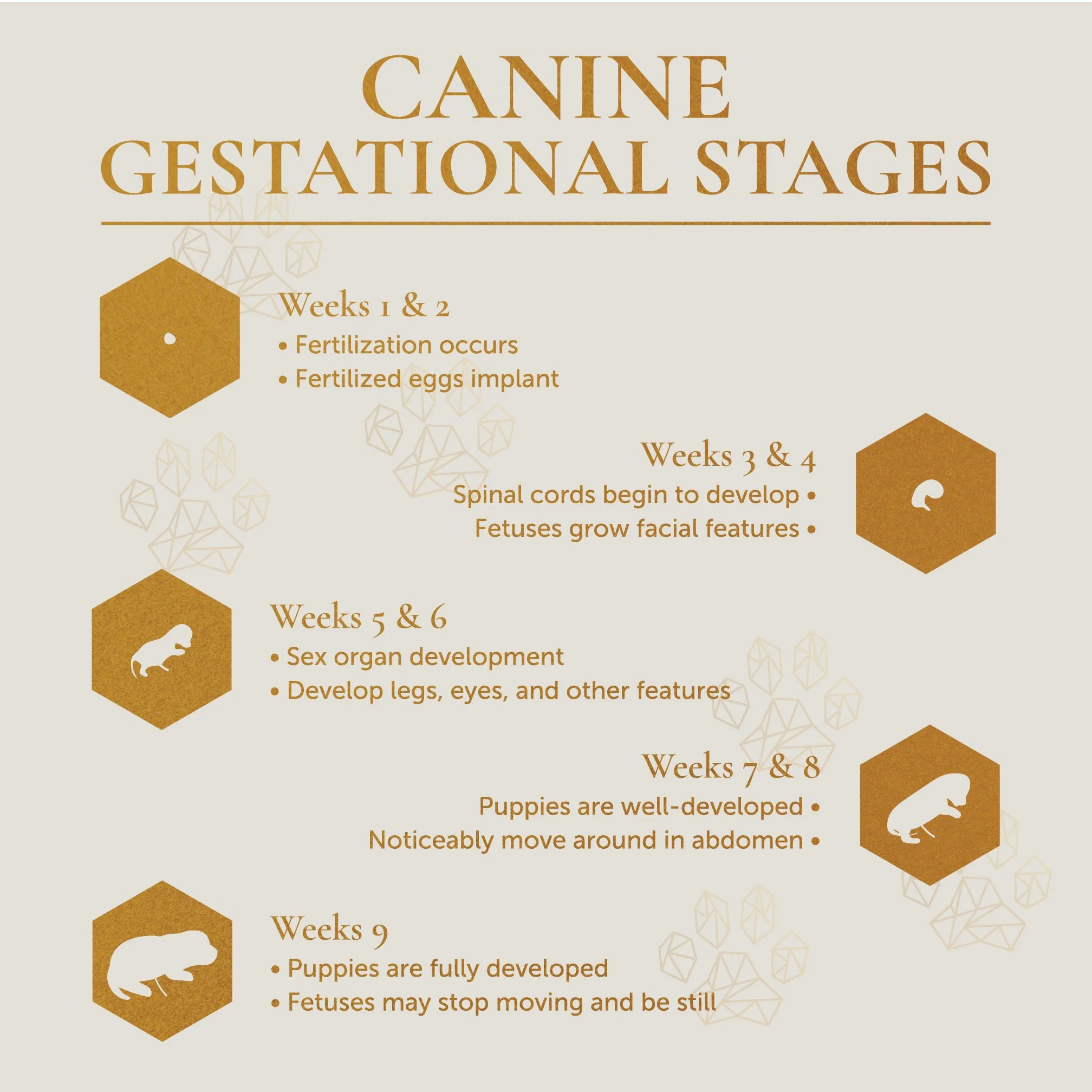 Illustration of Average Gestation Period In Dogs