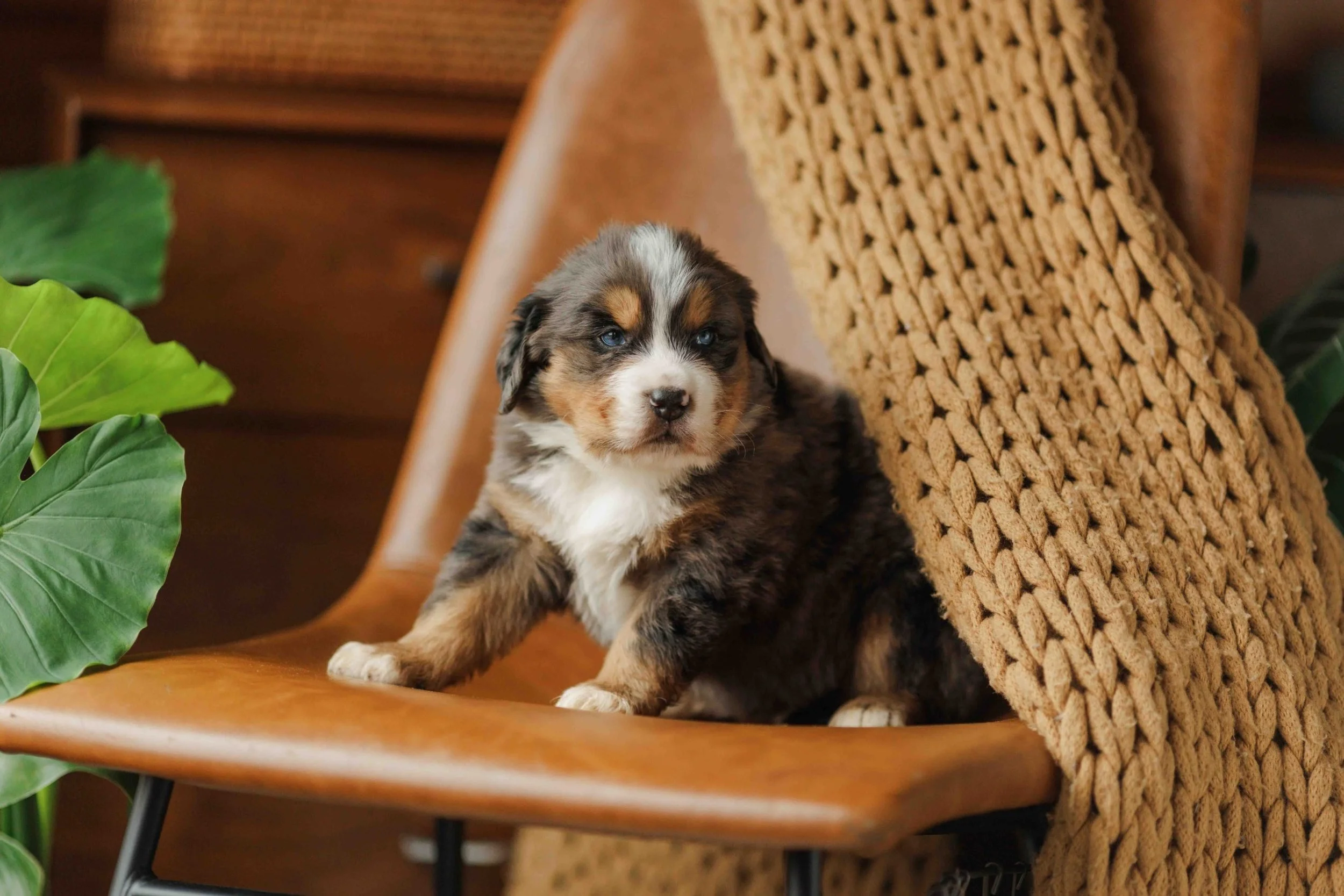 Sitka | Blue Merle Tri Male Unfurnished Standard Australian Mountain Dog (Stürm) RESERVED