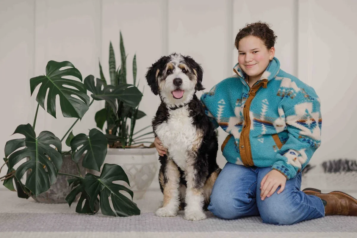 Australian Mountain Doodle showing the quiet luxury of genetic diversity in dogs.