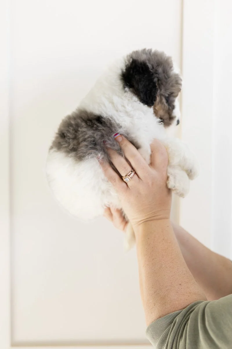 003-SHEPHERD-MALE-BLUE-MERLE-TRI-PARTI-TUXEDO-MINI-MEDIUM-AUSTRALIAN-MOUNTAIN-DOODLE-F1B.STOKESHIRE.26.jpg