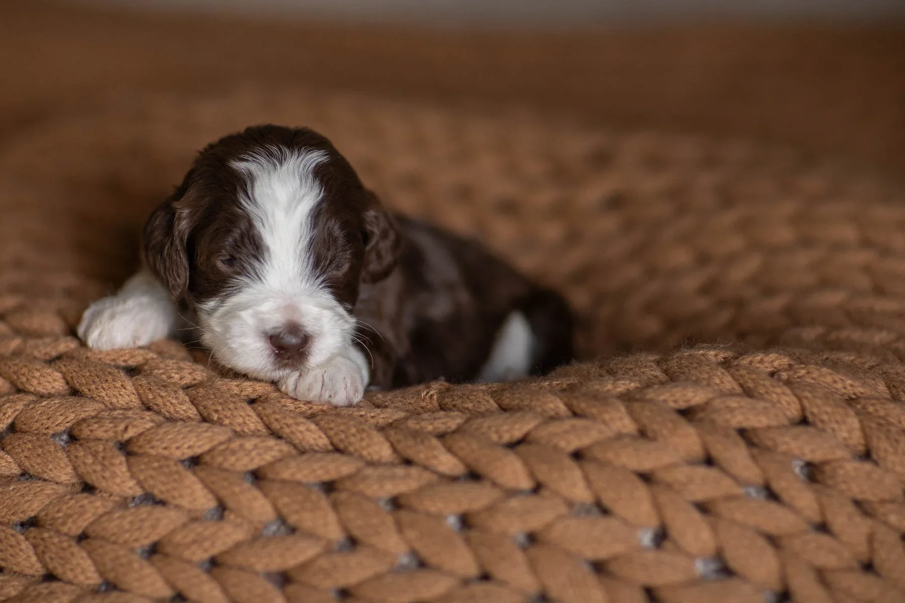 02_2-WEEK-OLD-Golden Mountain-Doodle-Puppy-LITTER-RAE-RICO-CHOCOLATE-RED-MERLE-PUPS.webp