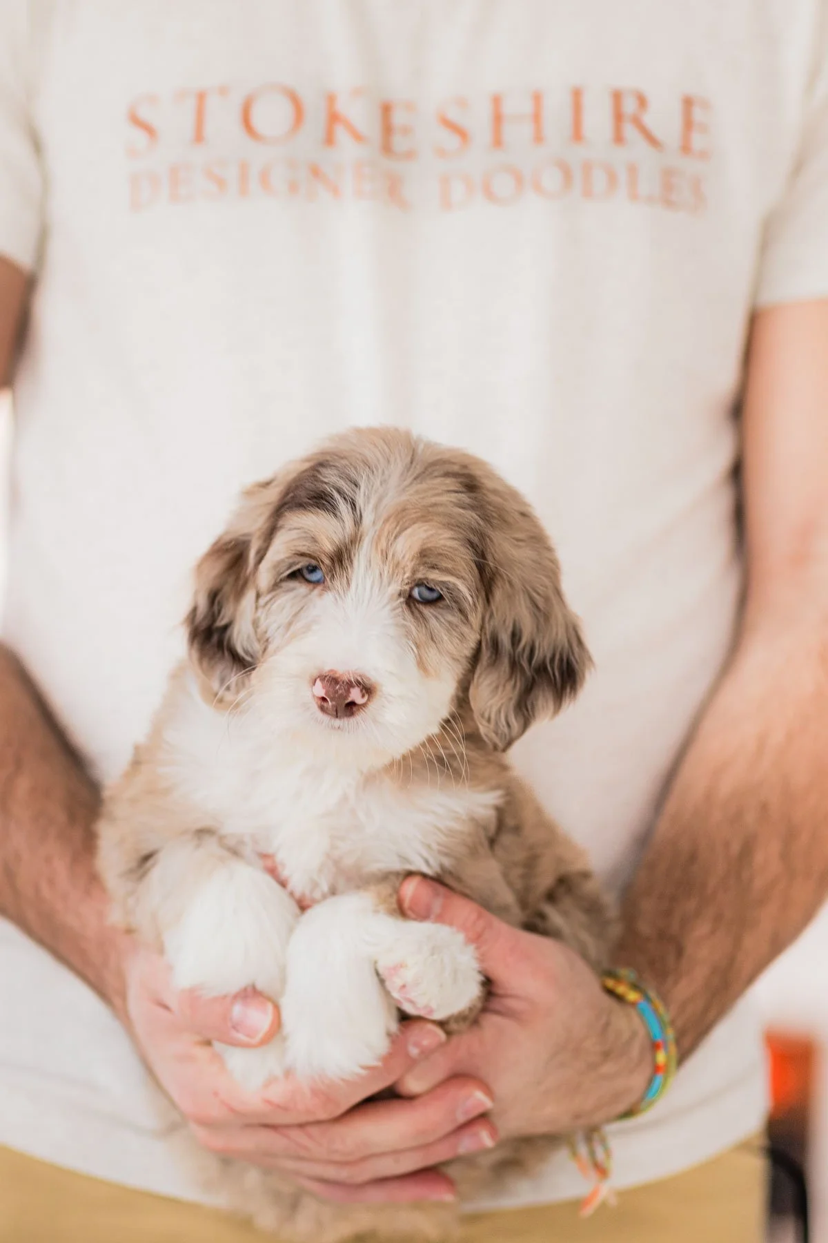 Stokeshire puppy — Selection Day