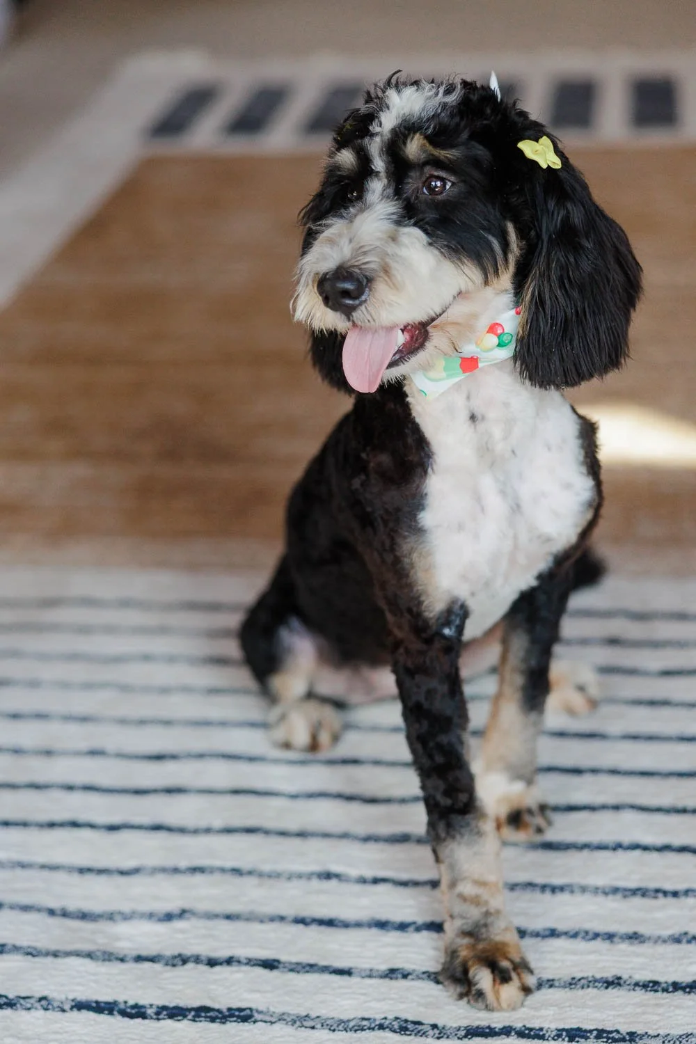 SDD Penny & Harold’s Ember Stokes Mini Multigen Bernedoodle