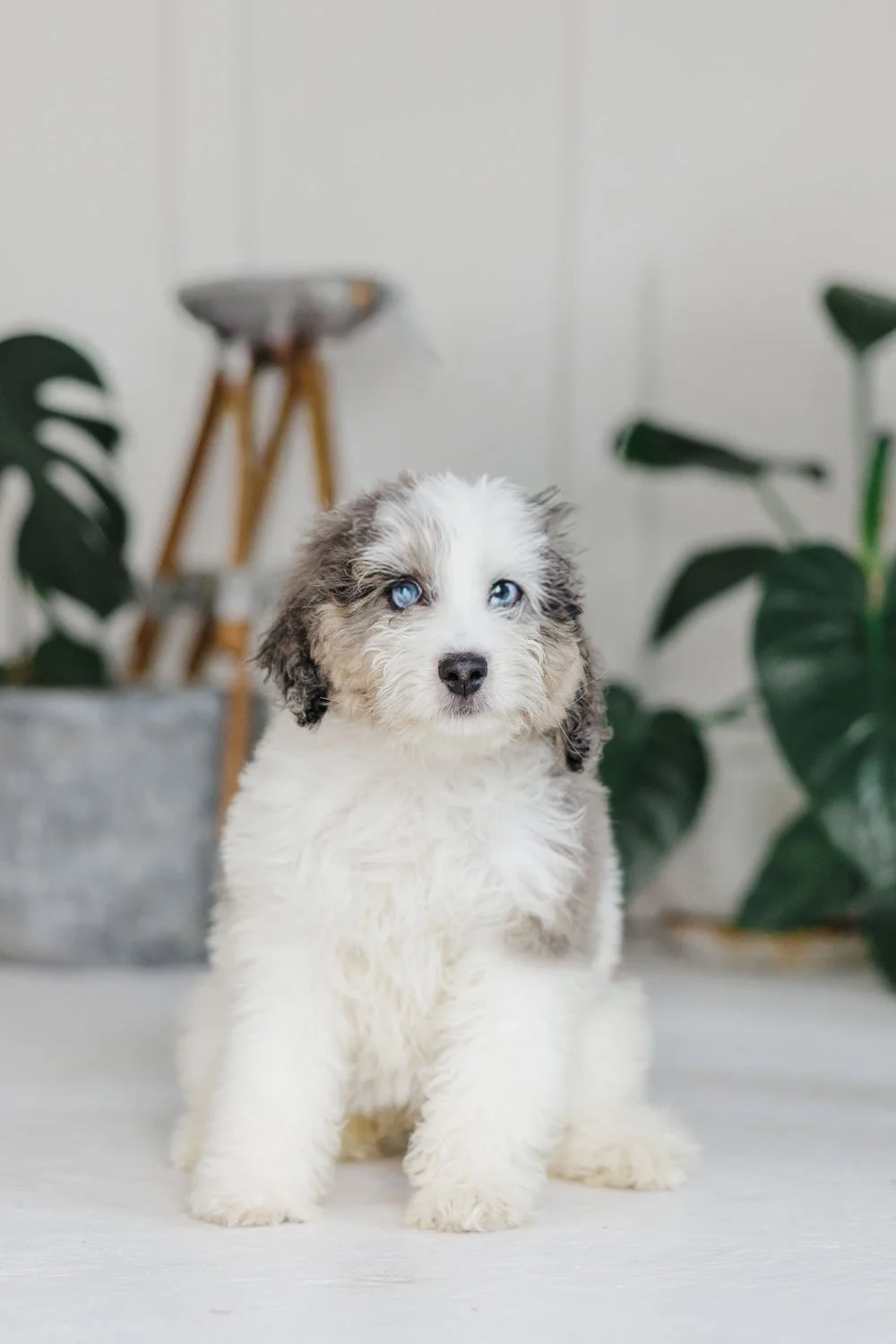Eliora – Blue Merle Parti  Blaze Female F1B Medium Australian Mountain Doodle