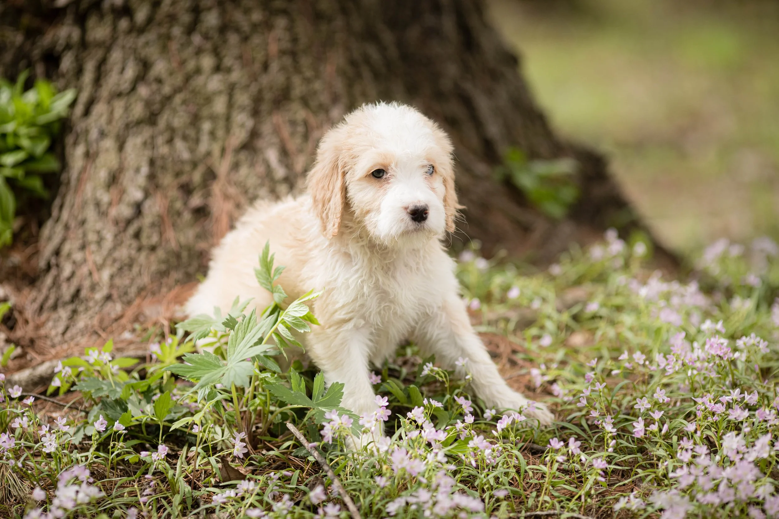 5 Best Dog Parks in California You Need to Visit