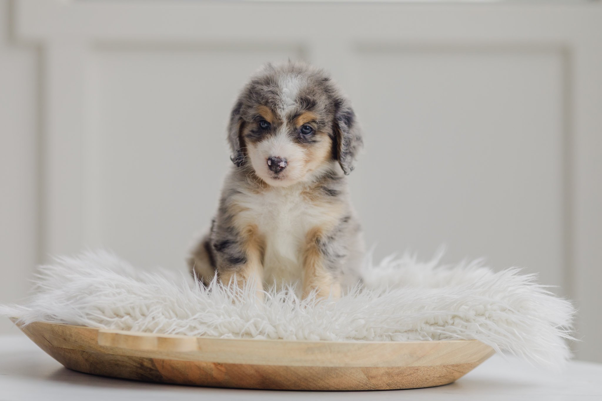 Lavender Blue Merle Tri Female Standard Australian Mountain Doodle (Lucas)