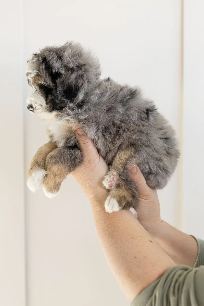 002_CHAVA-LIME-GREEN COLLAR-BLUE-MERLE-TRI-MINI-MEDIUM-AUSTRALIAN-MOUNTAIN-DOODLE-F1B.STOKESHIRE.26.jpg