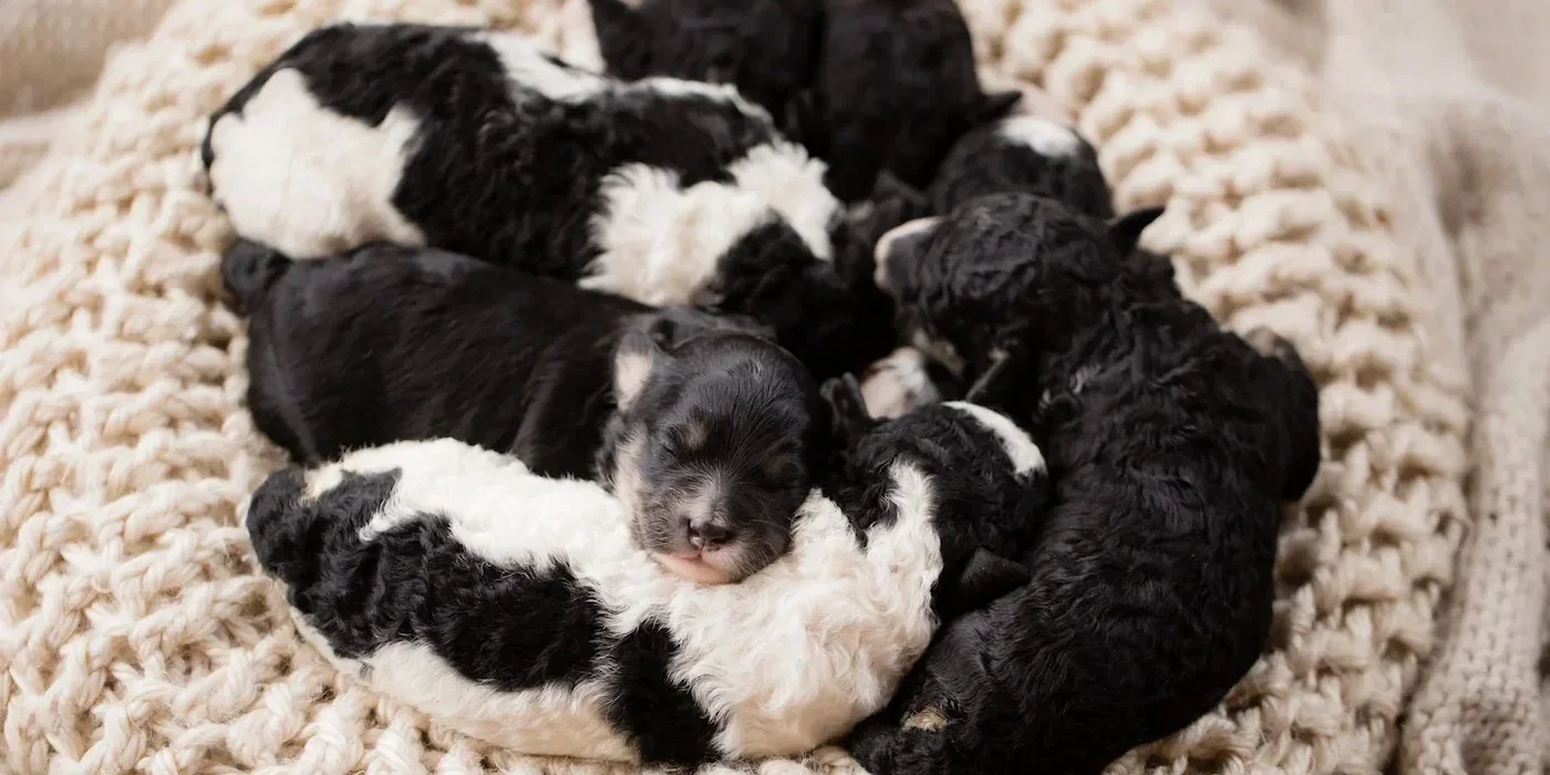 Bernedoodles from ethical and reutable Doodle puppy breeder in Wisconsin James Stokes.