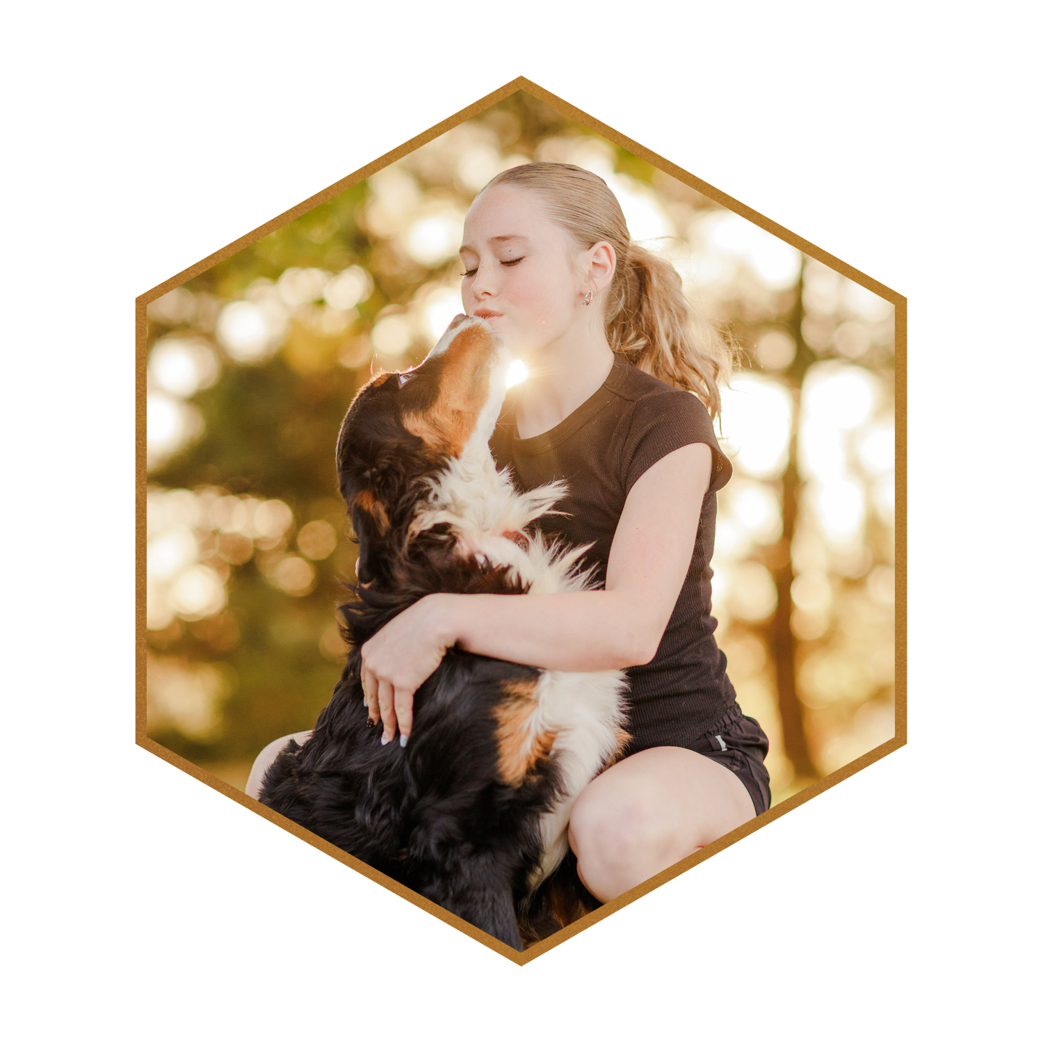 SDD-Stokeshire-Emme-Bernese-Mountain-Dog-Dam-hexagon-3.png