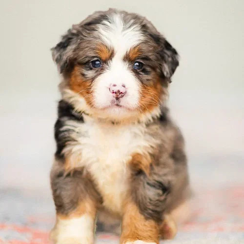 Australian mountain dog puppy for sale with tri color coat.