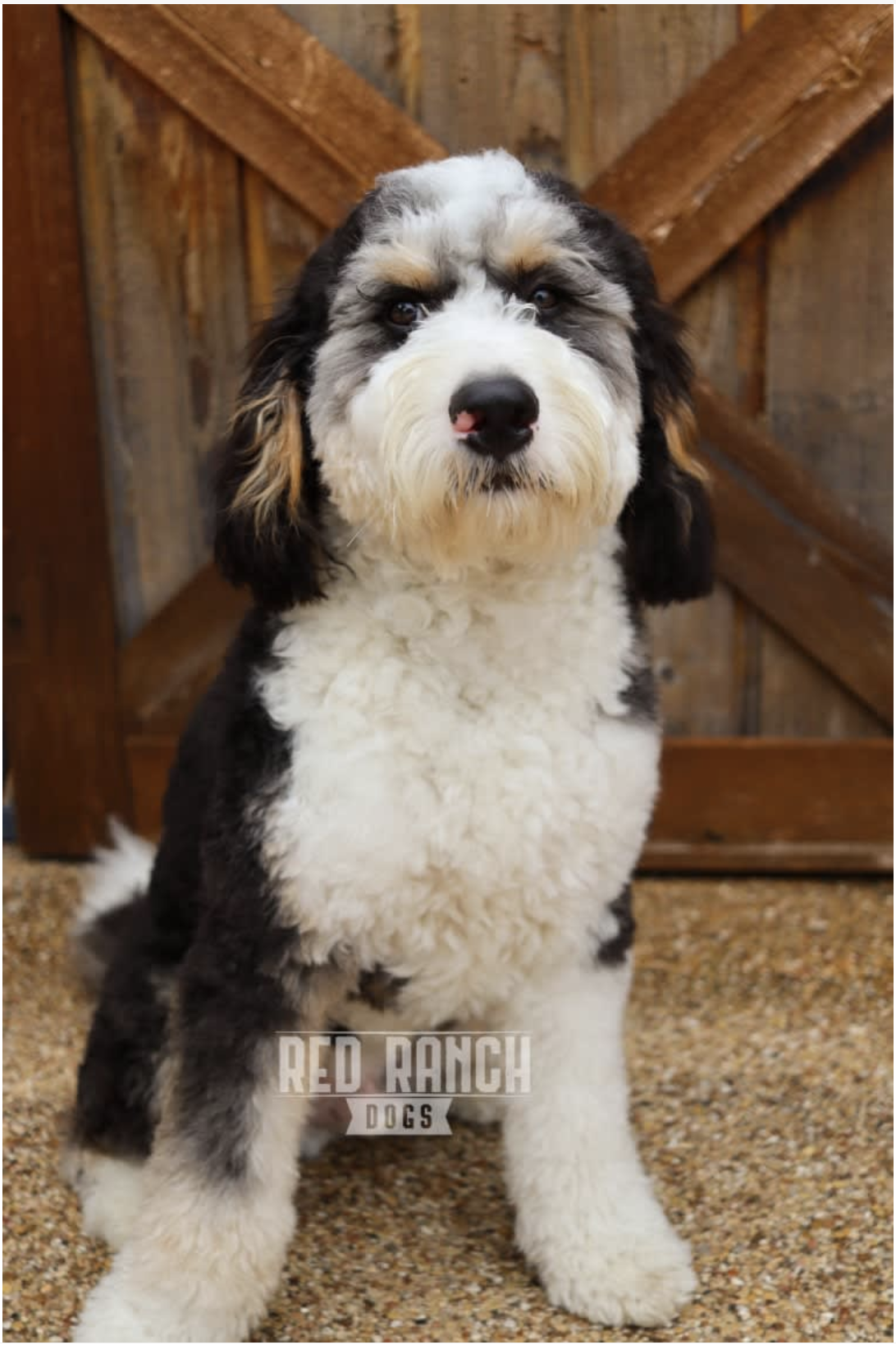 F1-Bernedoodle-Stud-Beau-AMD-Stud-Furnished-Unfurnished-Pups.png