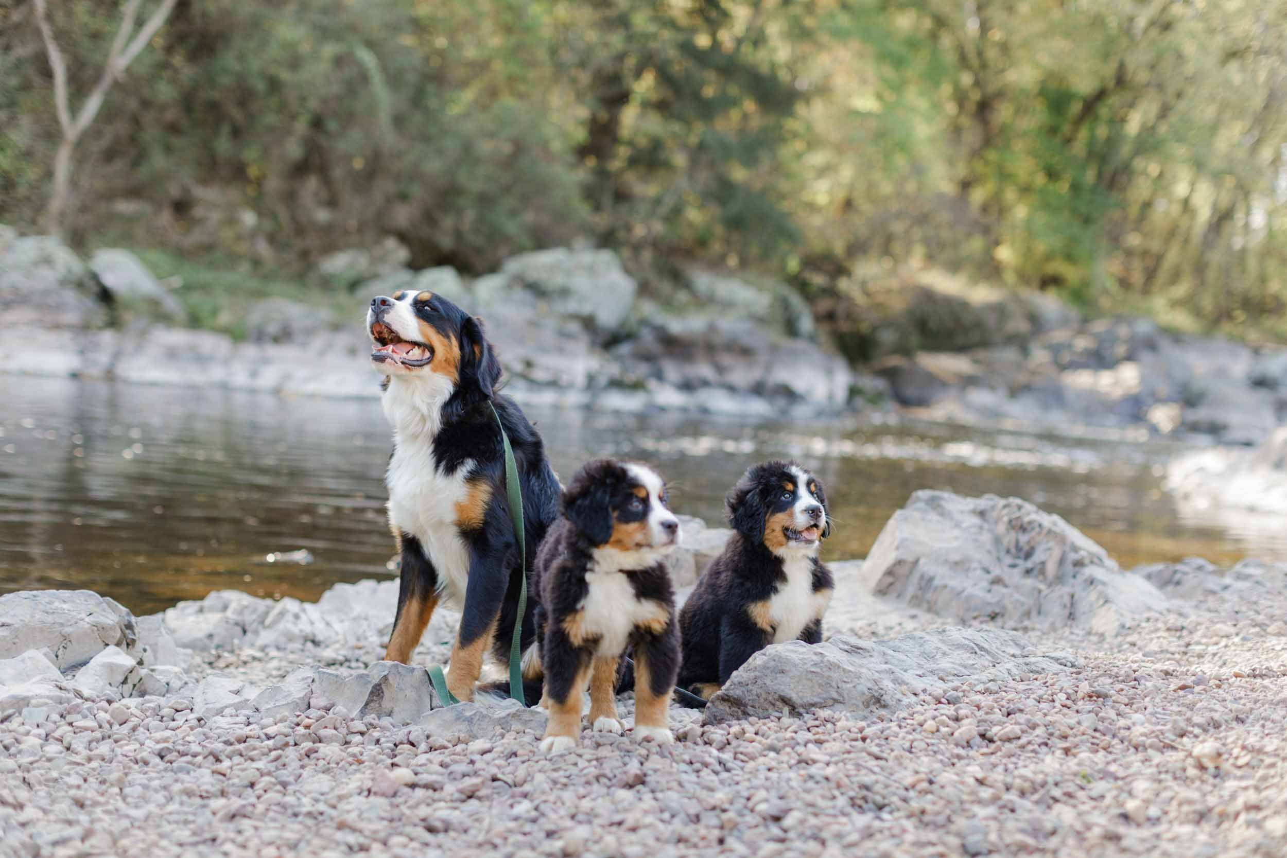 puppy starter kit stokeshire companion colllection