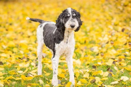Parti tricolor Standard Poodle from Stokeshire