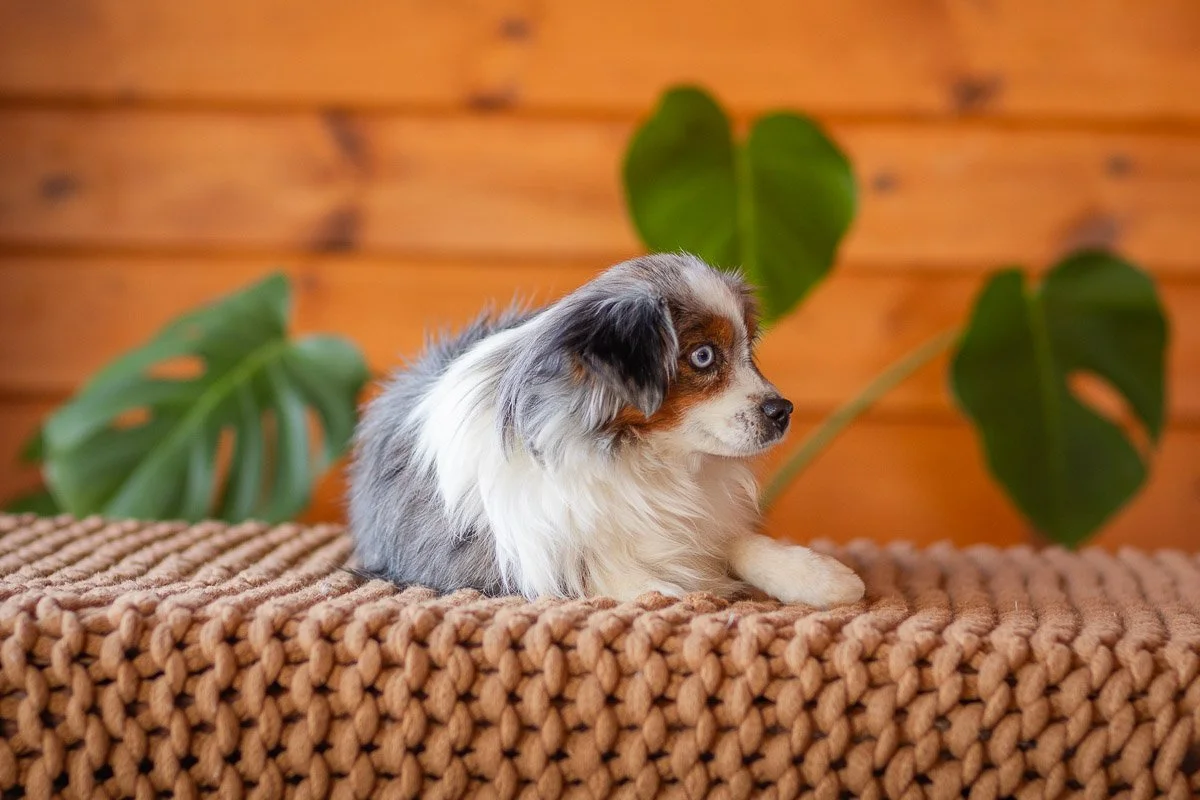 Blue merle tri-color Mini American Shepherd at Stokeshire Designer Doodles, demonstrating the merle pattern characteristic of the breed