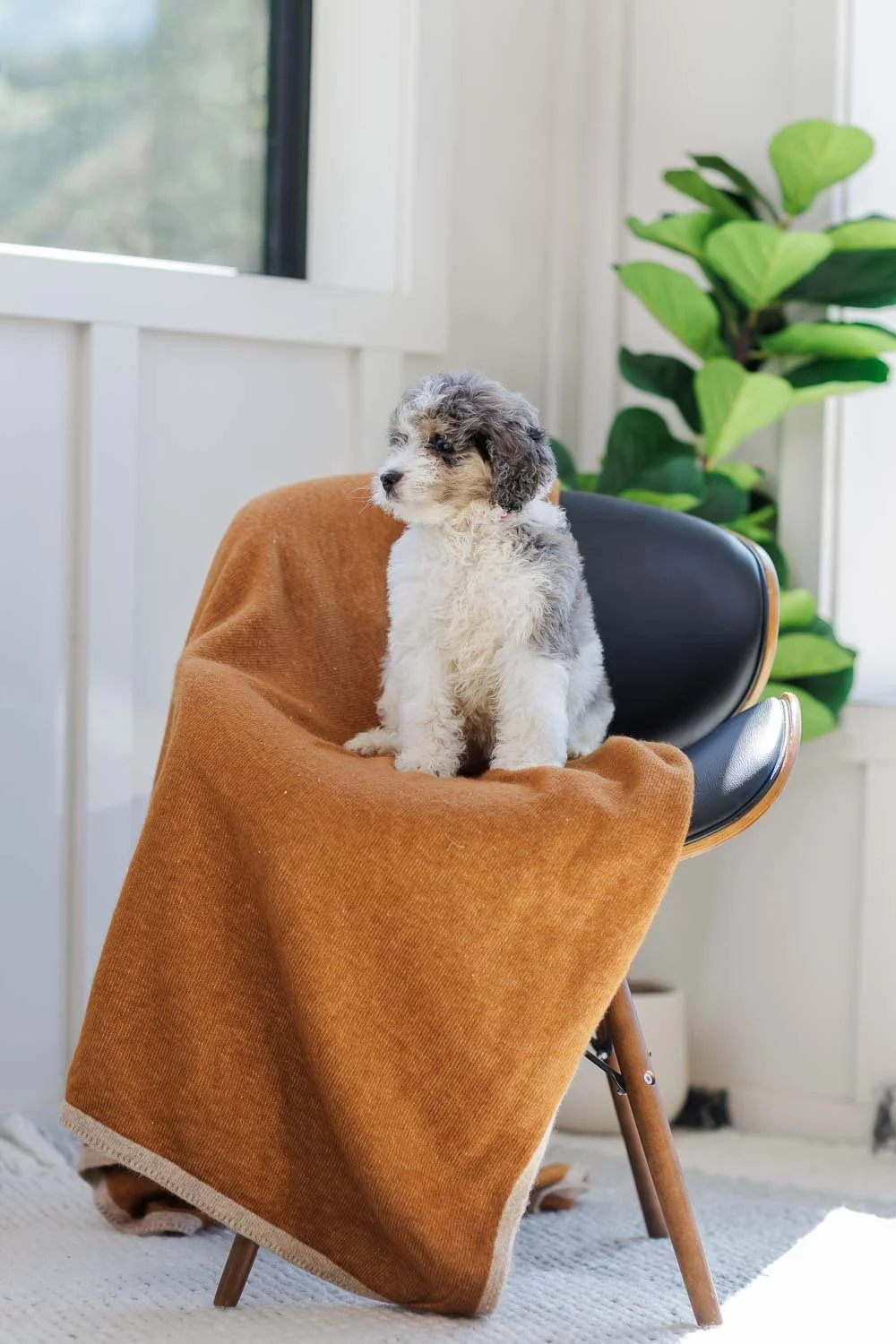 Eliora – Blue Merle Parti  Blaze Female F1B Medium Australian Mountain Doodle (Huse)
