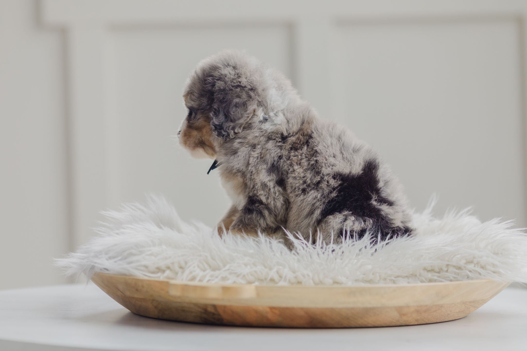 0060_7-Week-Old-Australian_Mountain_Dogs_Stokeshire.PepperxApollo-F1.25.jpg