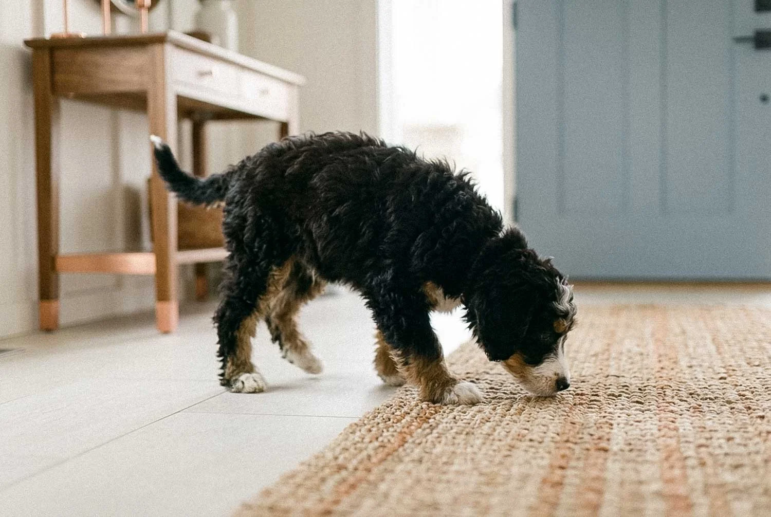 Doodle puppy accepting gentle paw and collar handling from a trusted person