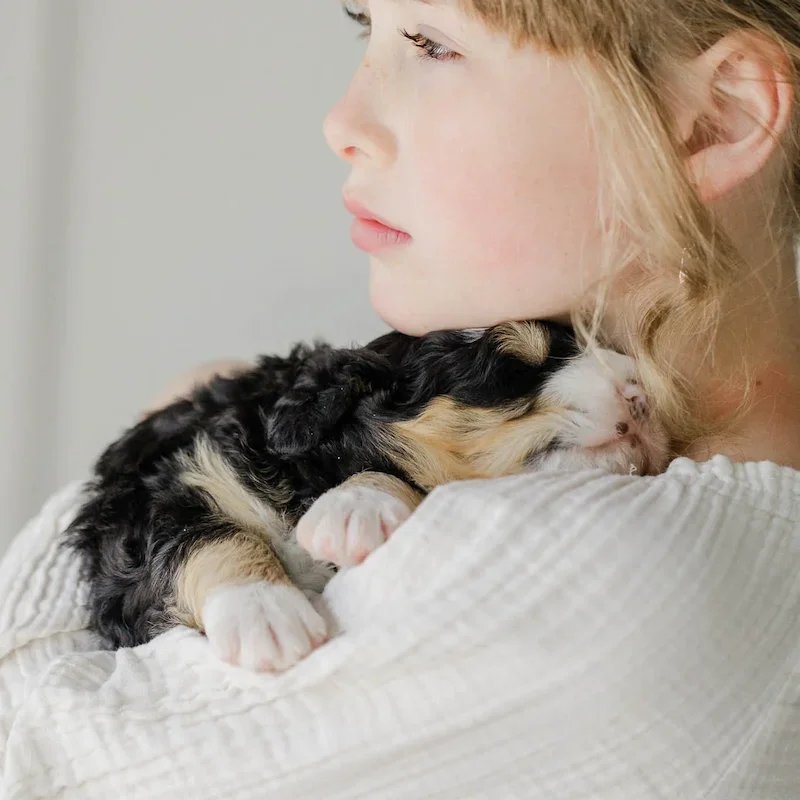 Doodle puppy learning Impulse Control with reputable dog breeder.
