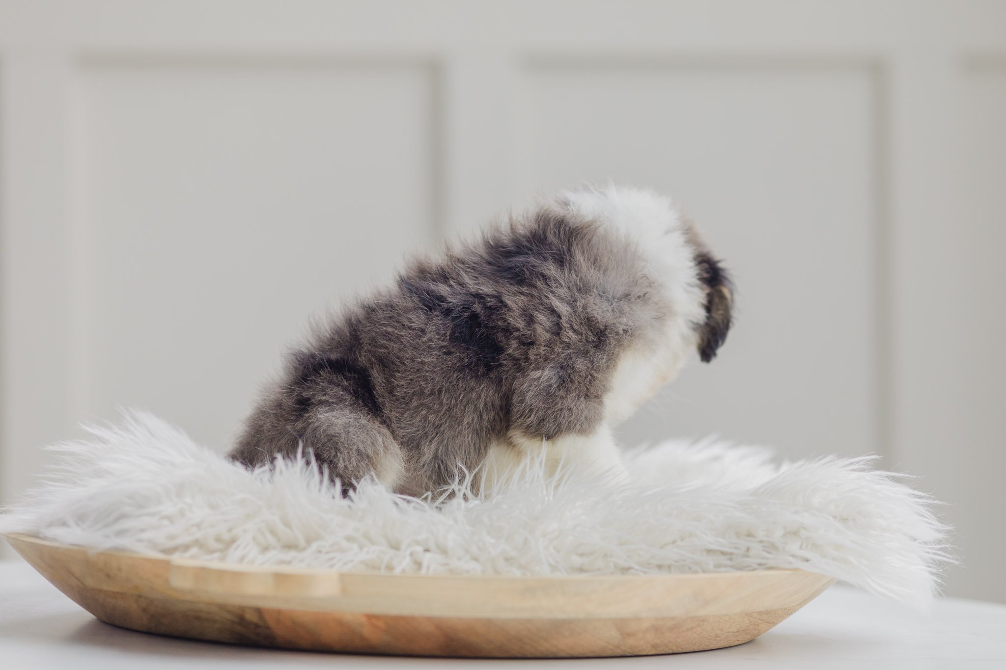 0029_7-Week-Old-Australian_Mountain_Dogs_Stokeshire.PepperxApollo-F1.25.jpg