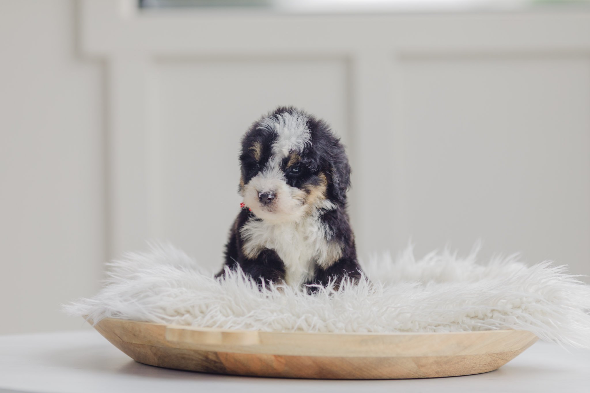 Peppercorn Black Tri Male Standard Australian Mountain Doodle (Quidzinski-Guardian)