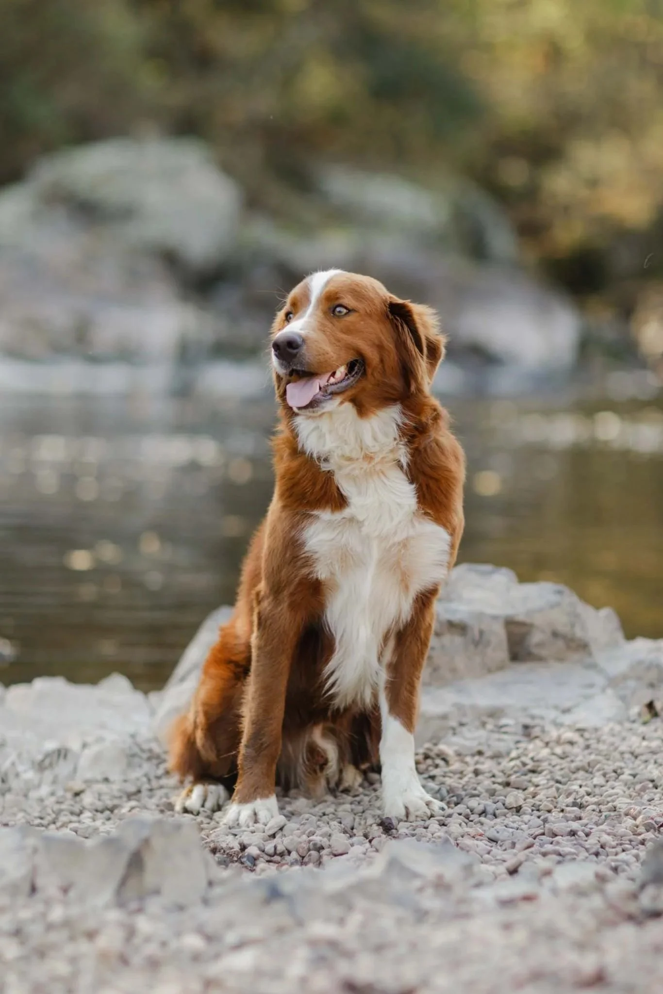 Calm, medium-sized dog sitting peacefully outdoors, representing an ideal companion for seniors seeking a gentle, steady temperament.