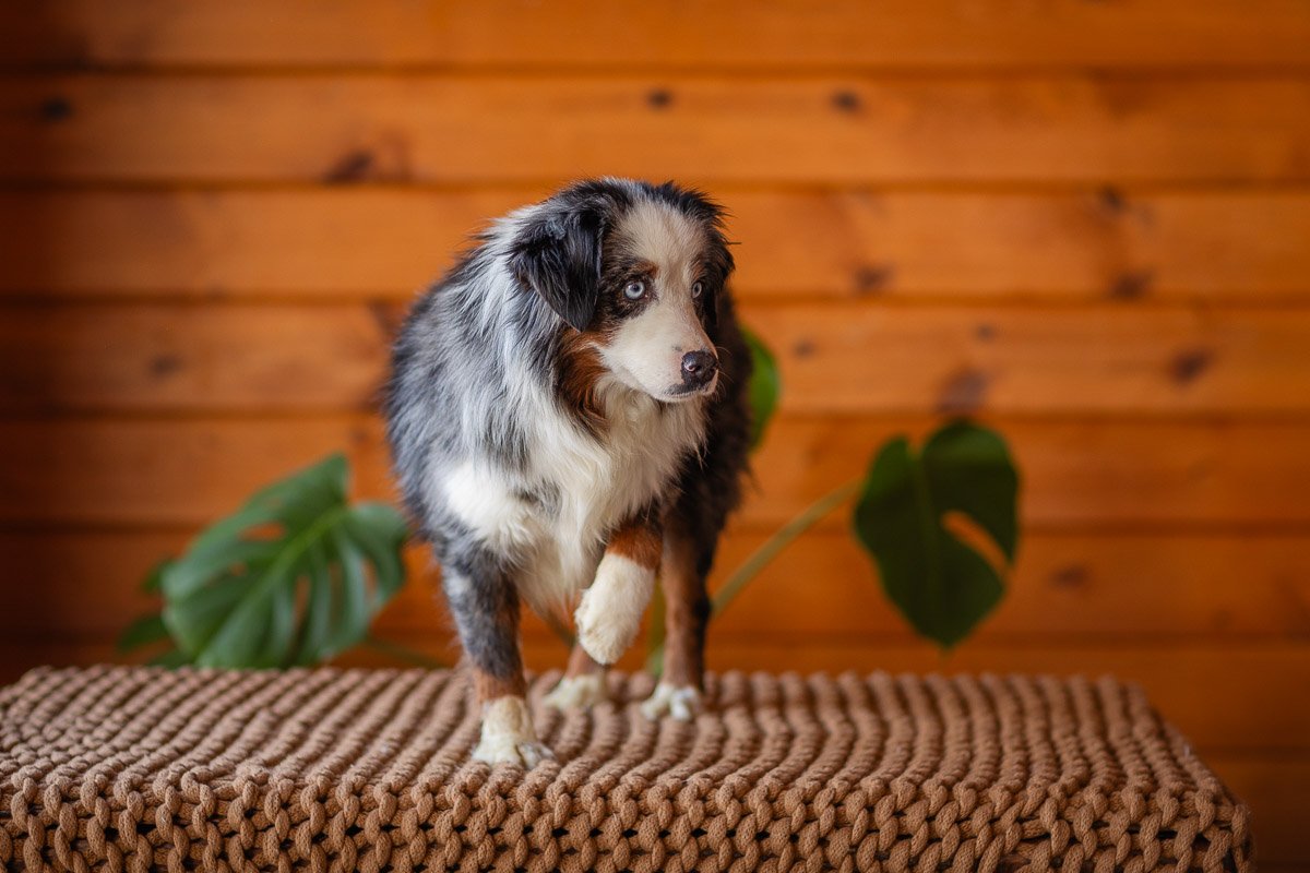 0002_Mini-Blue-Merle-Tri.Australian.Shephred.25.jpg